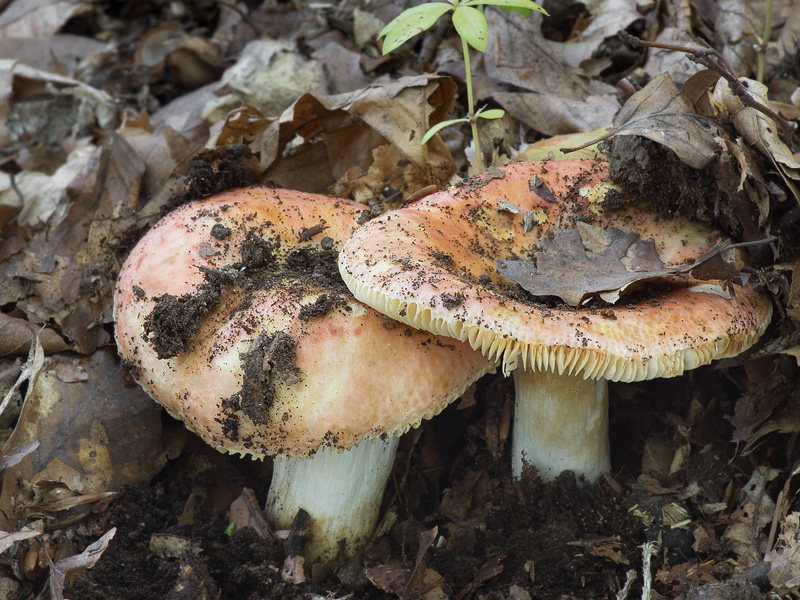 Russula globispora